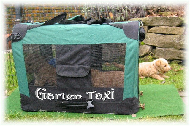 Lakeland Terrier Welpen 6 Woche